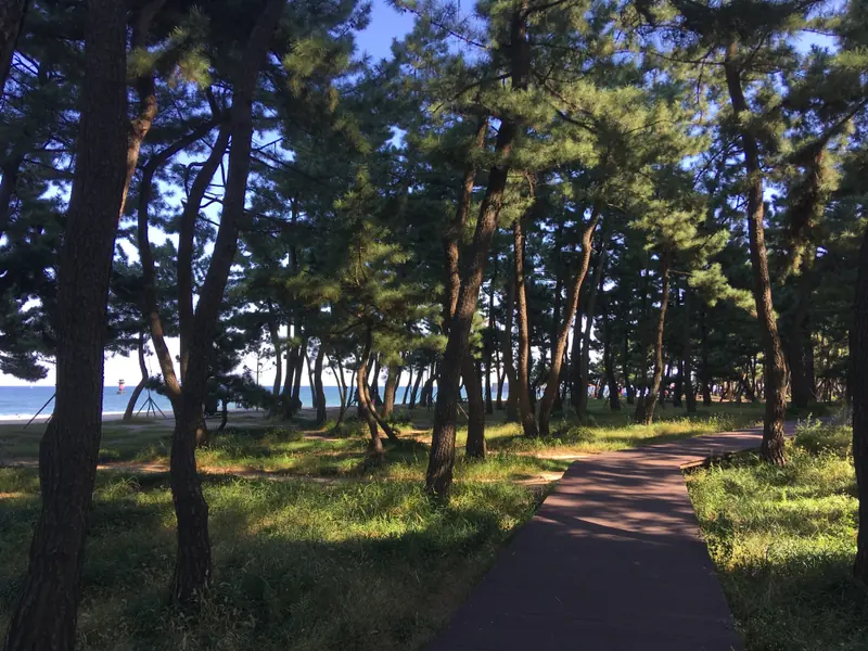 경포해변 옆 소나무 숲에 난 길