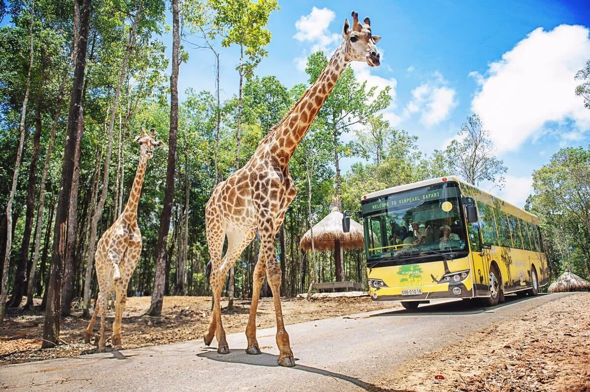기린 두 마리 옆을 지나는 노란 Safari Bus