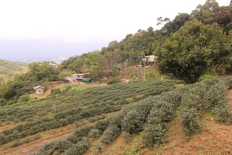 마오콩 산비탈을 따라 녹색 차밭이 이어지는 풍경.