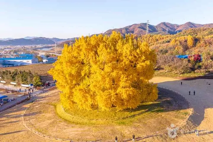 반계리 은행나무와 관람 공간을 가까운 항공 시선에서 담은 사진