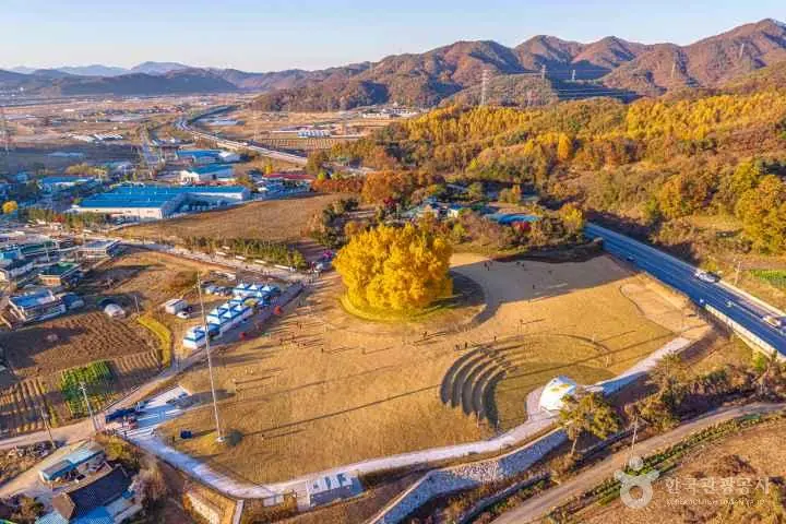 반계리 은행나무와 광장 주변 길이 함께 보이는 넓은 항공사진